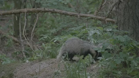 Badger (Meles meles) Stock Footage 125426389
