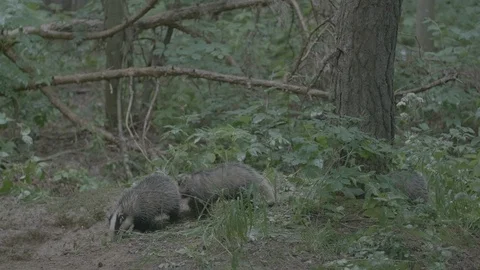 Badger (Meles meles) Stock Footage 125427041