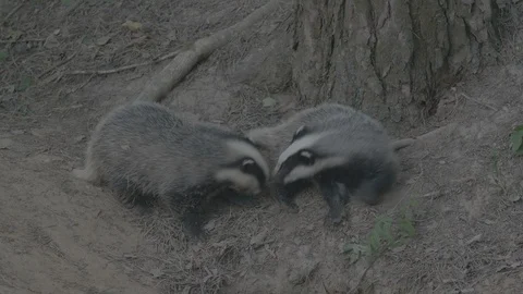 Badger (Meles meles) Stock Footage 125436319