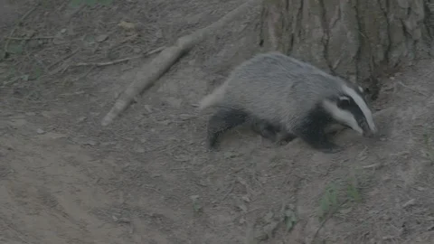 Badger (Meles meles) Stock Footage 125437635