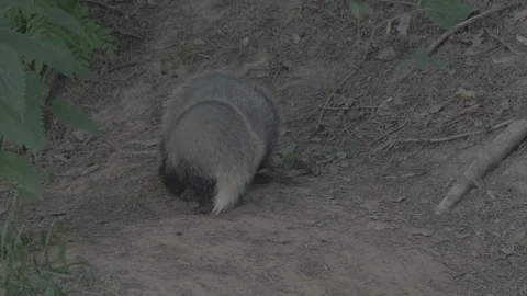 Badger (Meles meles) Stock Footage 125438045