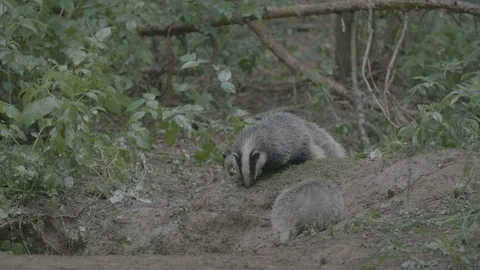 Badger (Meles meles) Stock Footage 125444097
