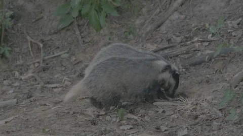 Badger (Meles meles) Stock Footage 125456537