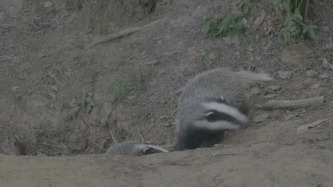 Badger (Meles meles) Stock Footage 125456719