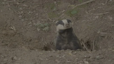 Badger (Meles meles) Stock Footage 125457602