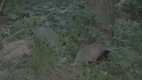 Badger (Meles meles) Stock Footage 125458129