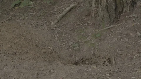 Badger (Meles meles) Video stock 125458342