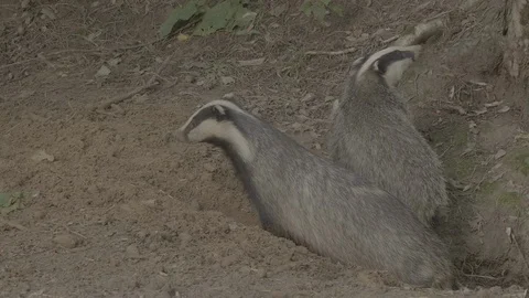 Badger (Meles meles) Stock Footage 125460901