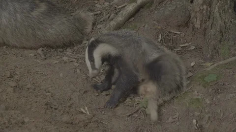 Badger (Meles meles) Video stock 125461087