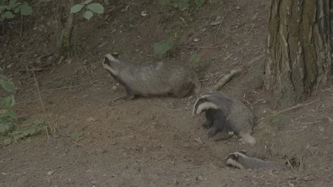 Badger (Meles meles) Stock Footage 125461316