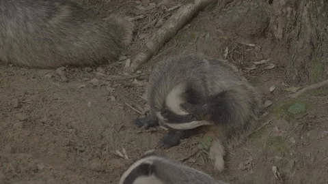 Badger (Meles meles) Stock Footage 125461882