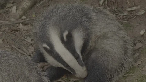 Badger (Meles meles) Video stock 125462165