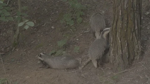 Badger (Meles meles) Stock Footage 125462461