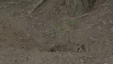 Badger (Meles meles) Video stock 125462754