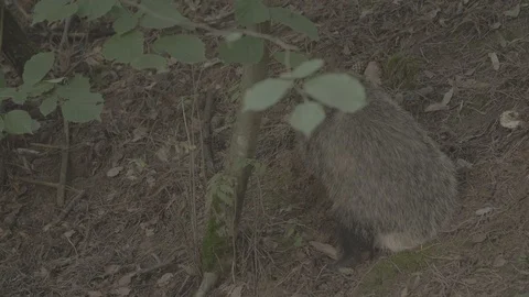 Badger (Meles meles) Stock Footage 125463521