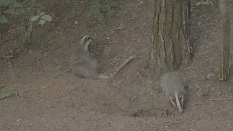 Badger (Meles meles) Stock Footage 125464039