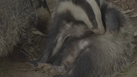 Badger (Meles meles) Video stock 125465632