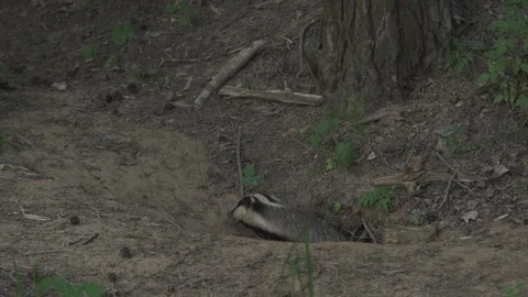 Badger (Meles meles) Stock Footage 125467033
