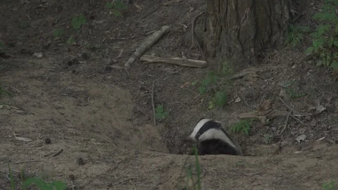 Badger (Meles meles) Stock Footage 125468074