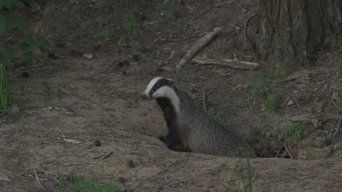 Badger (Meles meles) Stock Footage 125476249