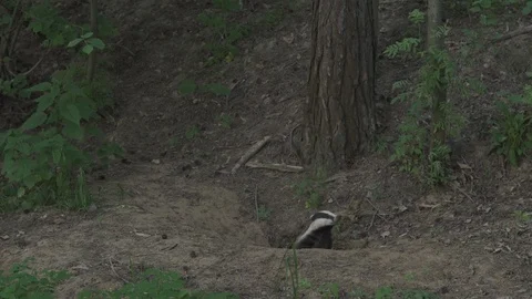 Badger (Meles meles) Video stock 125478275