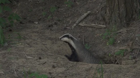 Badger (Meles meles) 스톡 동영상 125479624