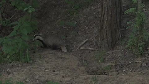 Badger (Meles meles) Stock Footage 125487771