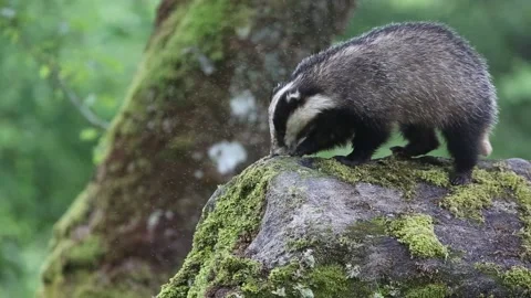 Badger (Meles meles). Vidéo 138680655