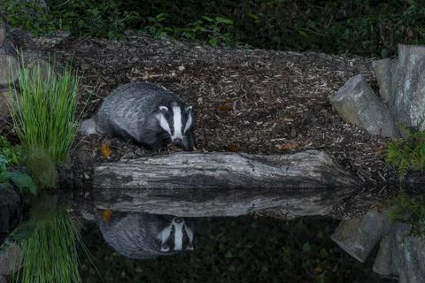 Badger-Meles meles. Stock Photos