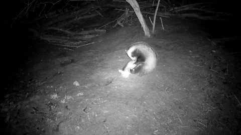 Badger Meles meles is scratching its fur at cave at night Video stock 260900679