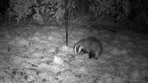 Badger night  cam Stock-Footage 297478546