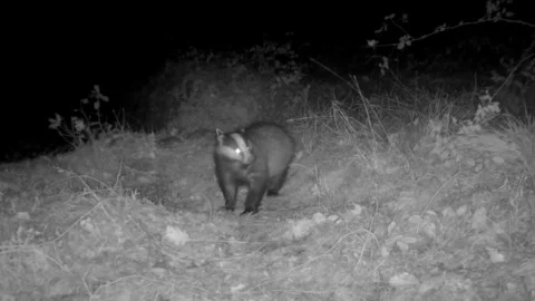 Badger at night in countryside watching Stock Footage 267597027