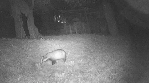 Badger in the night 動画素材 241438023