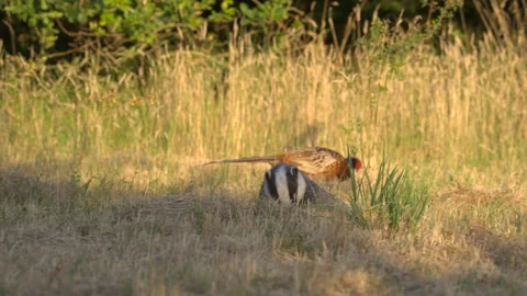 Badger pheasant  in evening light Stock Footage 297549404
