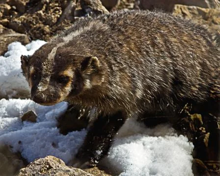 Badger Stock Photos