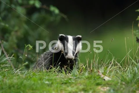 Badger Stock Photos