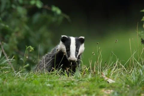 Badger Stock Photos