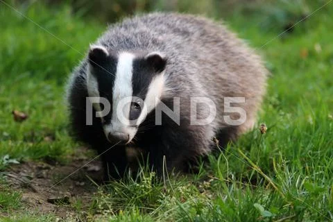 Badger Stock Photos