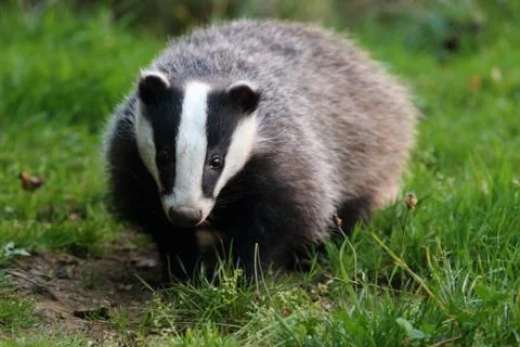 Badger Stock Photos