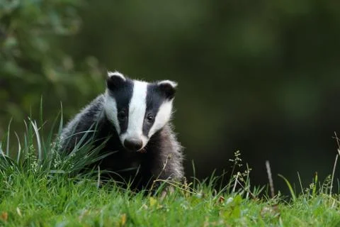 Badger Stock Photos