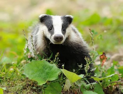 Badger 스톡 사진