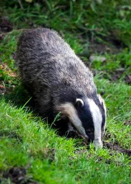 Badger Stock Photos