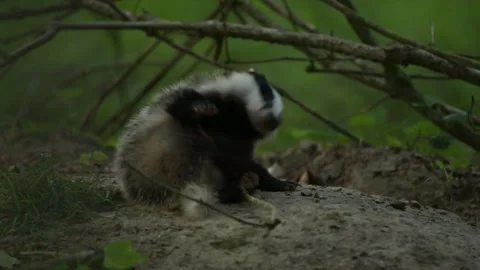 Badger puppy scratching himself; Germany; Stock Footage 264386964