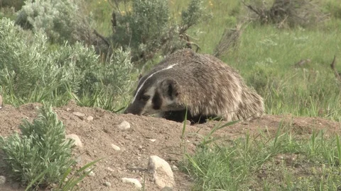 Badger Scratching in Yellowstone National Park Stock Footage 89540887