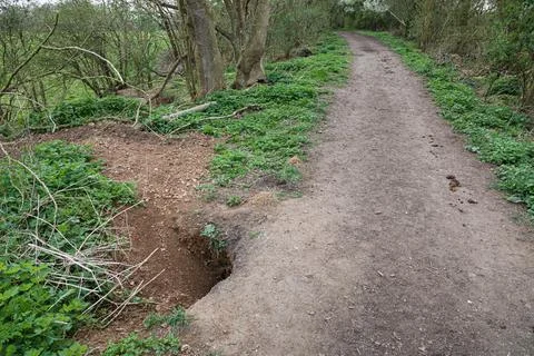 Badger sett damage, burrow next to a bridleway, UK Foto stock