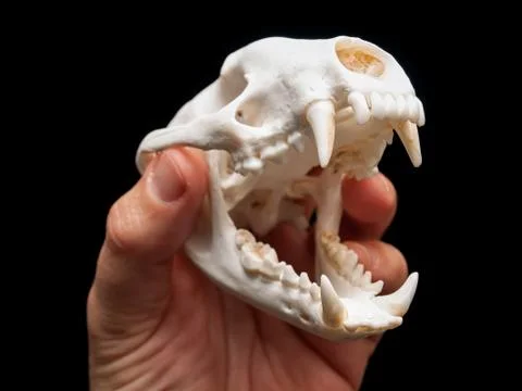 Badger skull Stock Photos