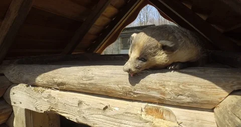 Badger is sleeping Stock Footage 89255716