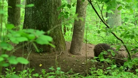 A badger sniffs around his chambers Stock Footage 196908754