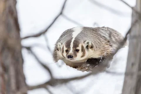 Badger In The Snow Stock Photos