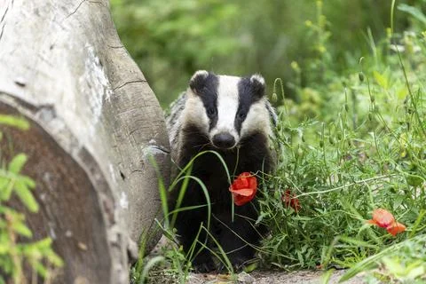 A badger stands in front of a log and colourful summer flowers in a green forest Stockfoto's